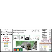 گونه ول کرمانی Kermanian Vole